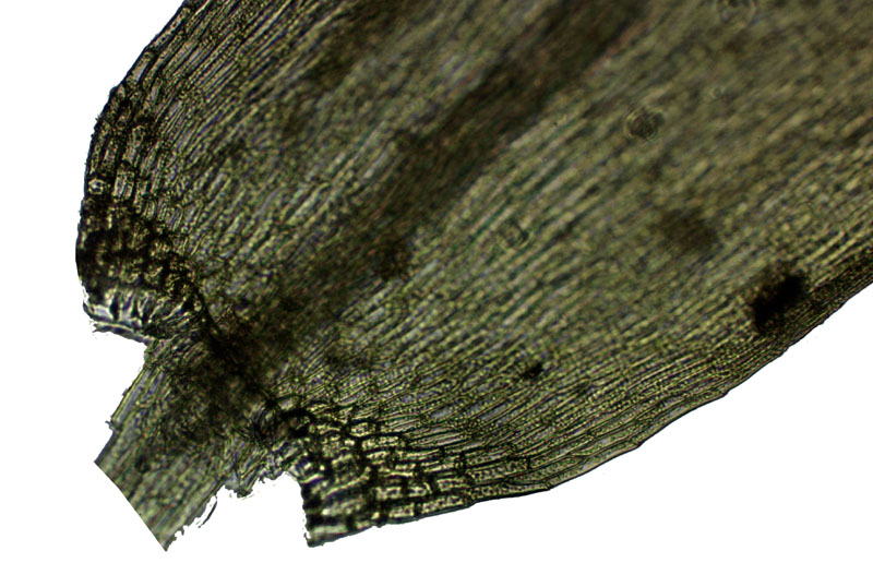 Warnstorfia fluitans